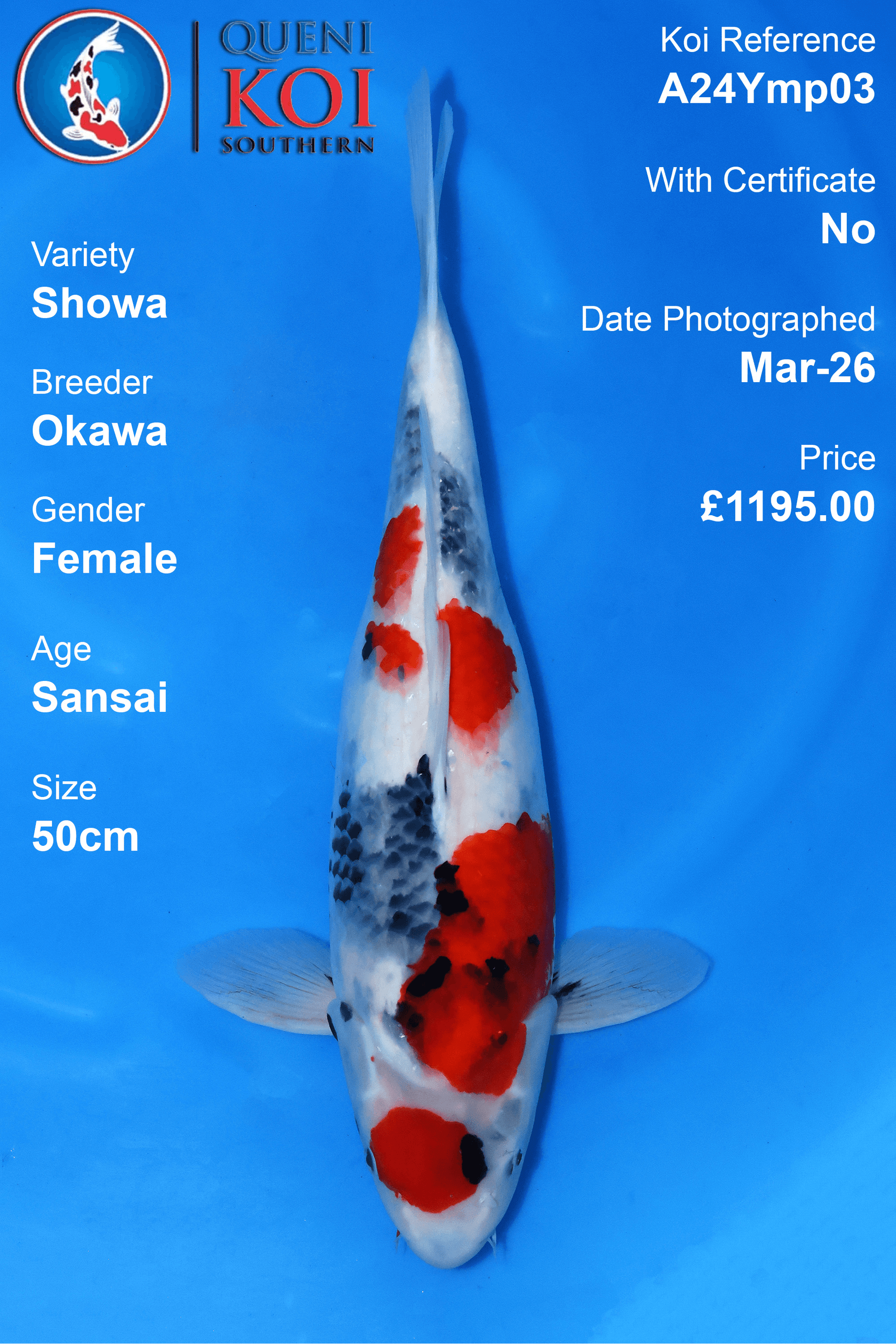 Showa Koi A24Ymp03 female Sansai 50cm koi