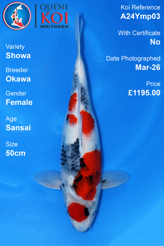 Showa - A24Ymp03