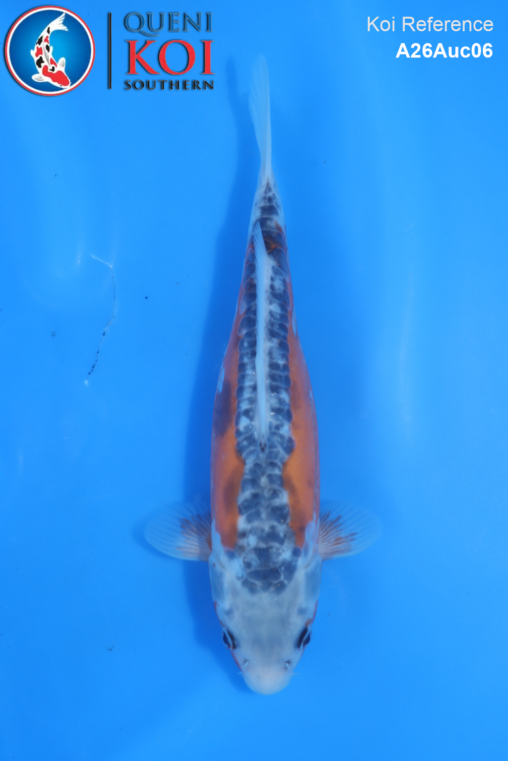 A26Auc06 - Shusui