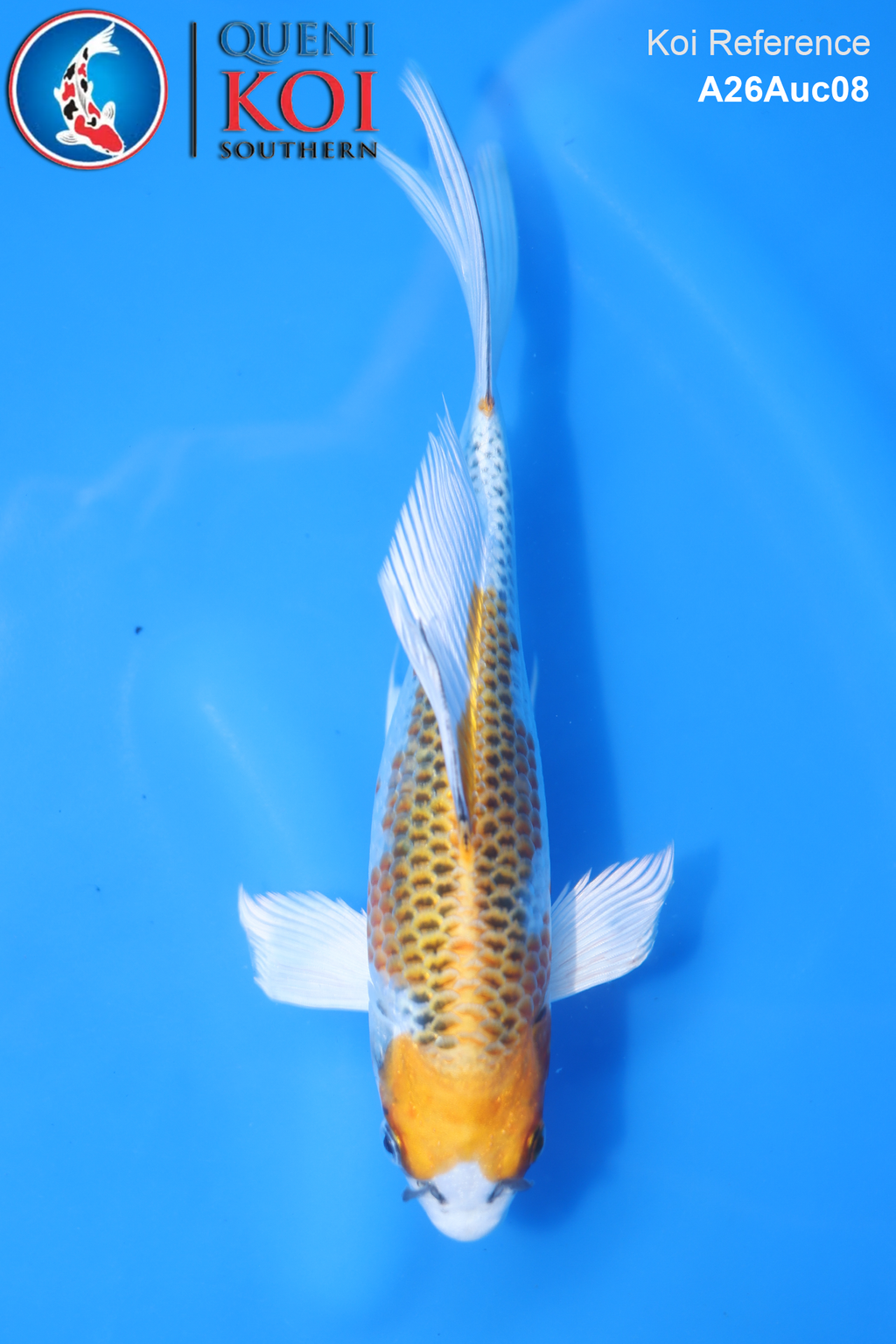 A26Auc08 - Kujaku Long Fin