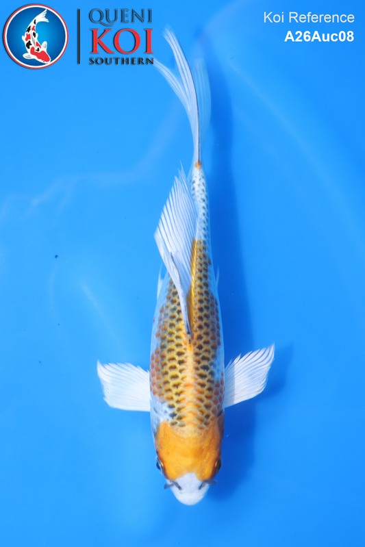 A26Auc08 - Kujaku Long Fin