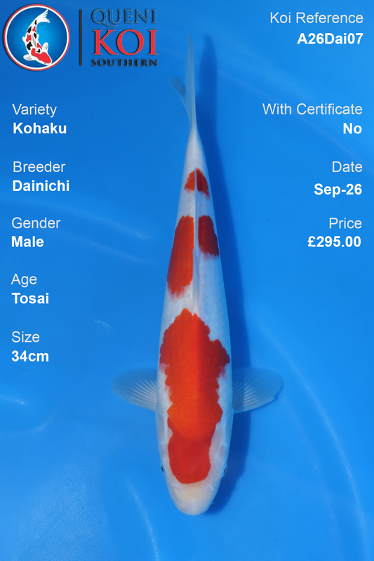 Kohaku by Dainichi - Tosai - 34cm - Male - A26Dai07