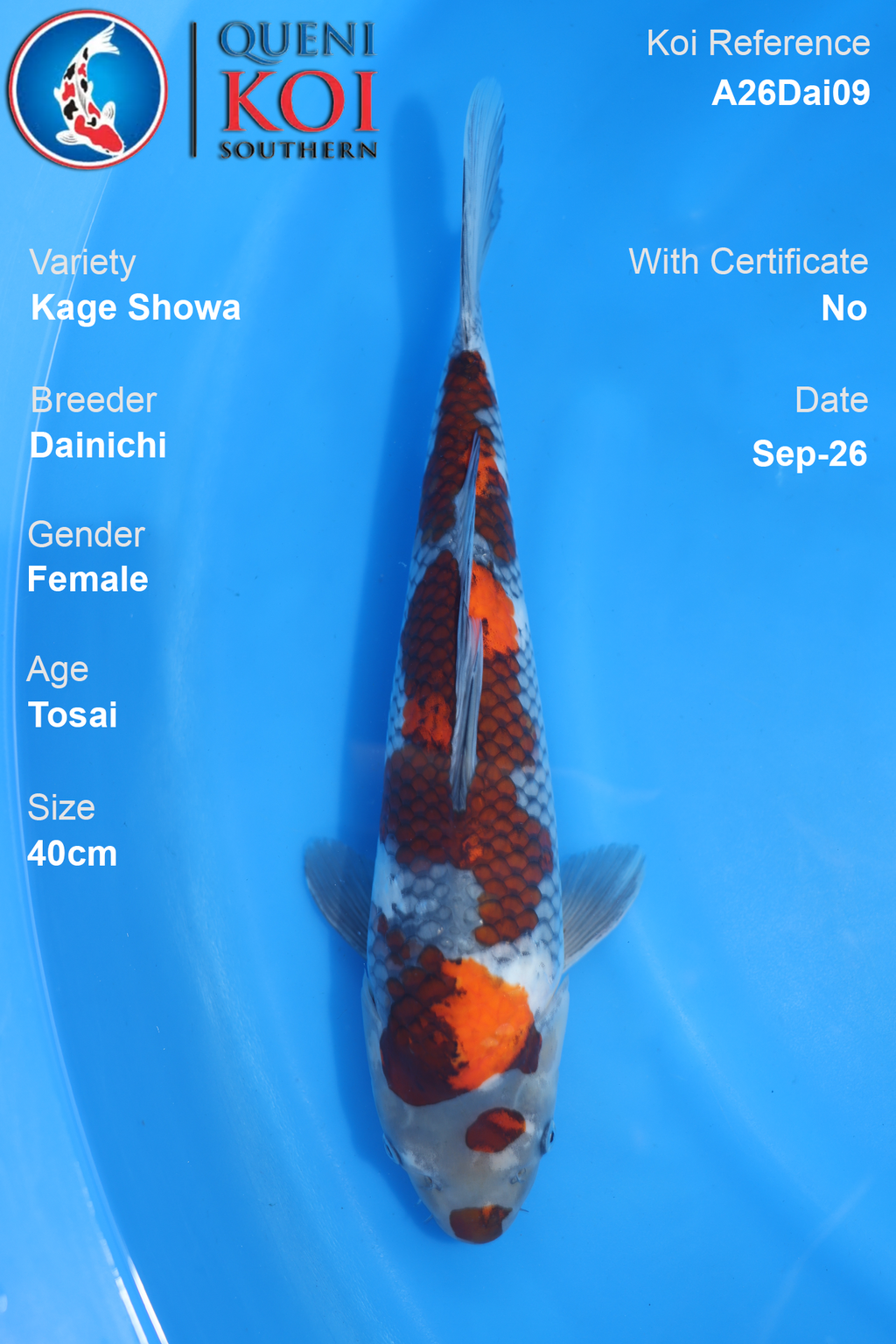 Kage Showa by Dainichi - Tosai - 40cm - Female - A26Dai09