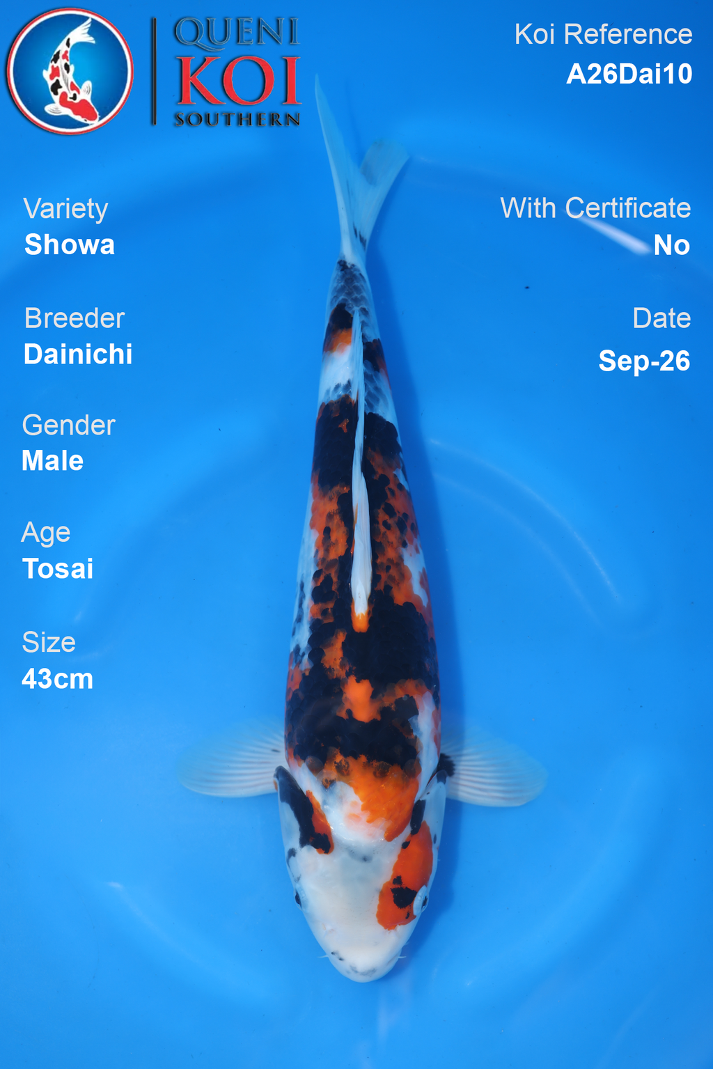 Showa by Dainichi - Tosai - 43cm - Male - A26Dai10