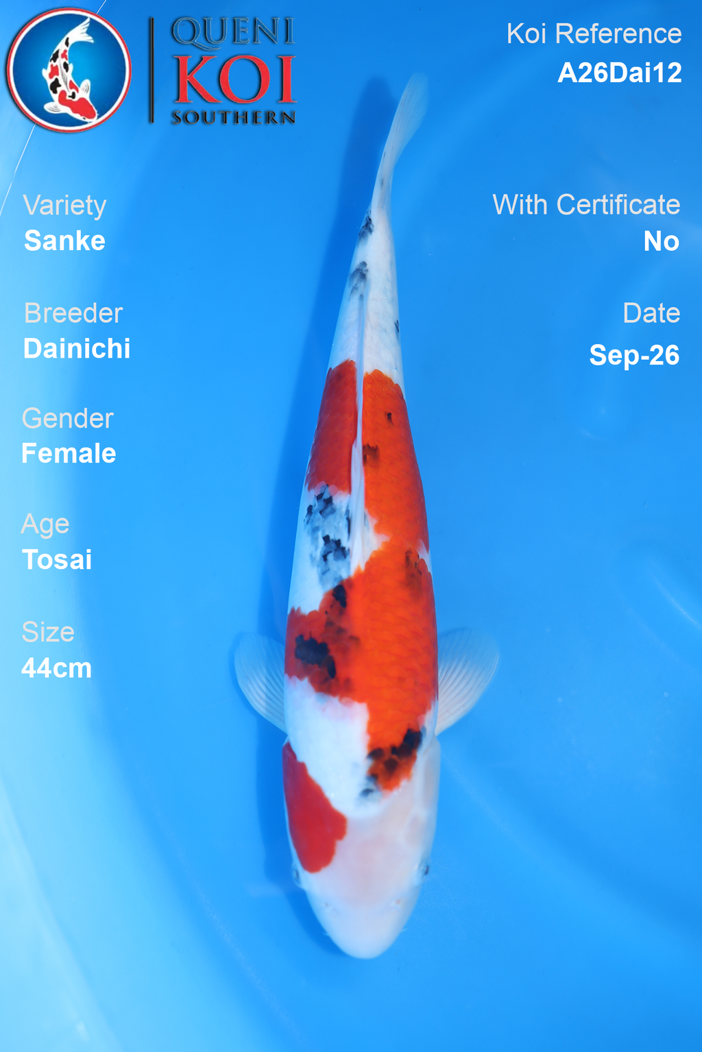 Sanke by Dainichi - Tosai - 44cm - Female - A26Dai12