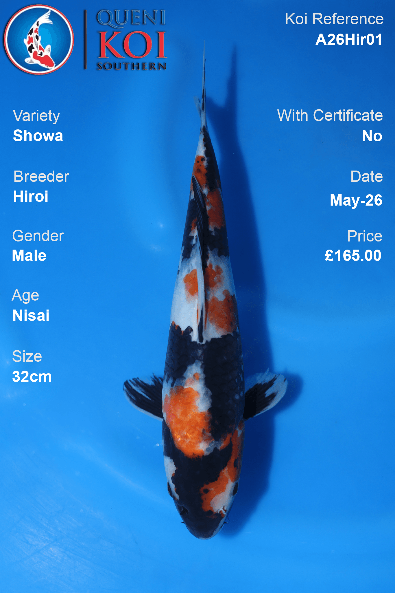 Heavy Sumi Showa Koi Carp A26Hir01 male 32cm Nisai by Hiroi with bold sumi, beni and shiroji