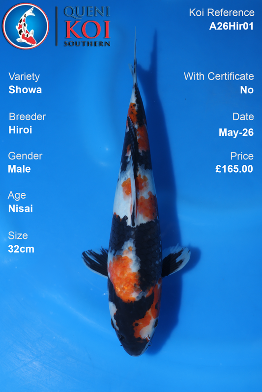 Showa Koi Carp A26Hir01 Male 32cm by Hiroi