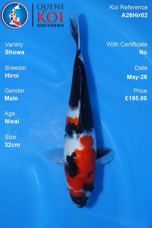 Showa Koi Carp A26Hir02 Male 32cm by Hiroi