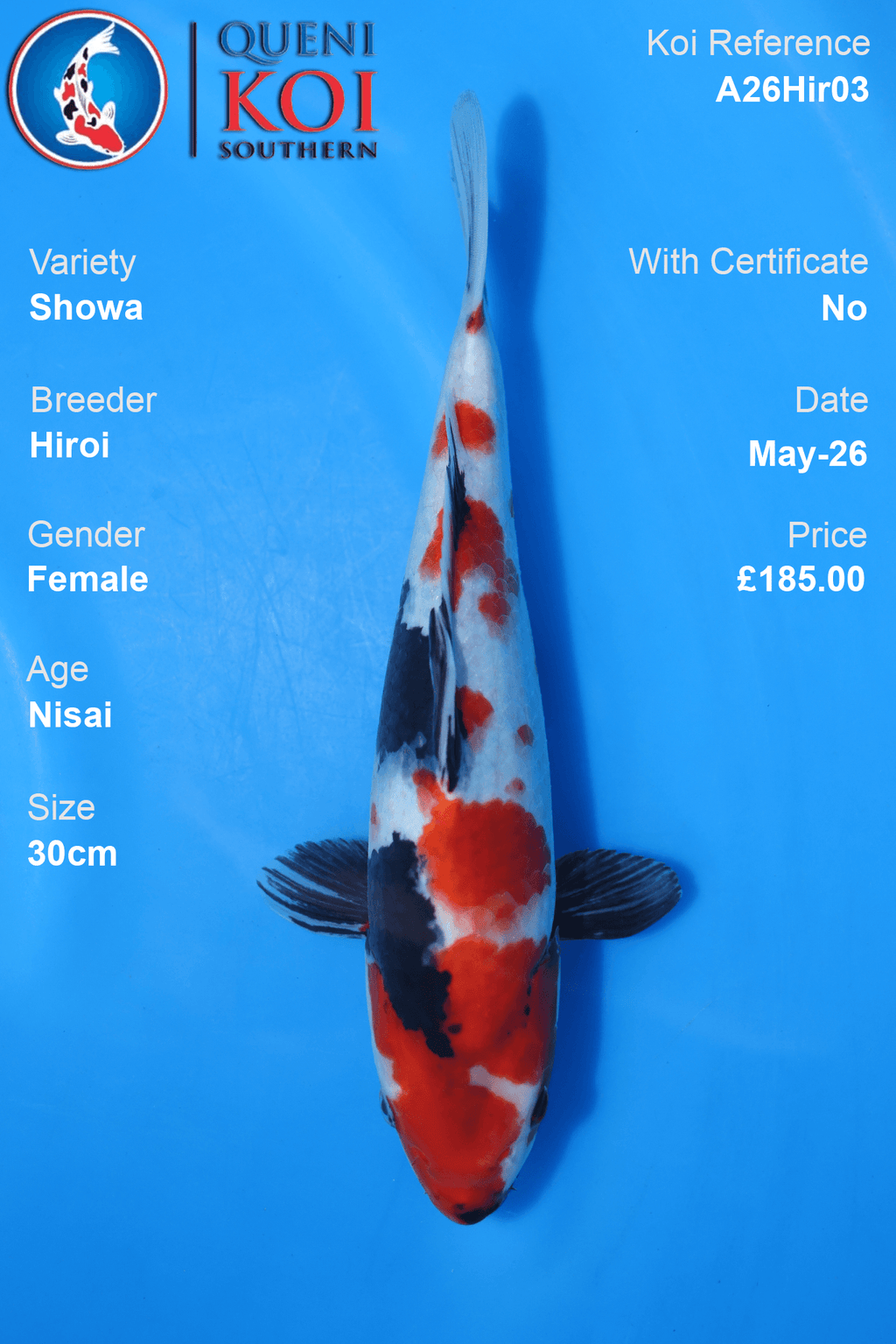 30cm Female Showa Koi Carp A26Hir03 Nisai by Hiroi with beni, sumi and shiroji markings