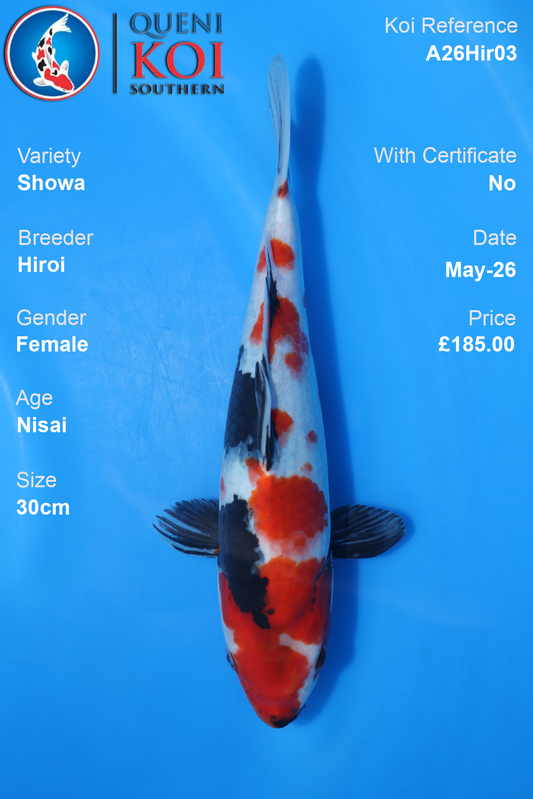 Showa Koi Carp A26Hir03 Female 30cm by Hiroi