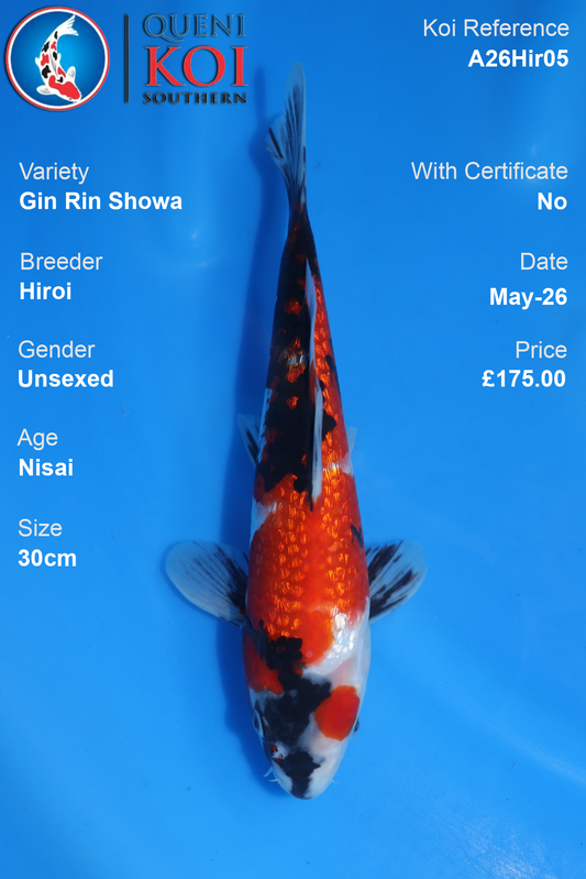 Gin Rin Showa Koi Carp A26Hir05 Unsexed 29cm by Hiroi