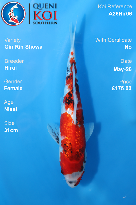 Gin Rin Showa Koi Carp A26Hir06 Female 31cm by Hiroi