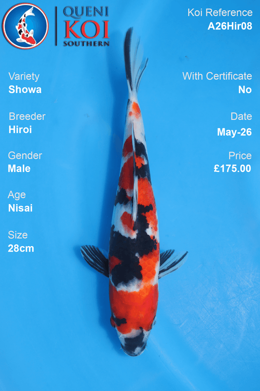 Patterned Showa Koi Carp A26Hir08 male 28cm Nisai by Hiroi with rich beni, deep sumi and shiroji