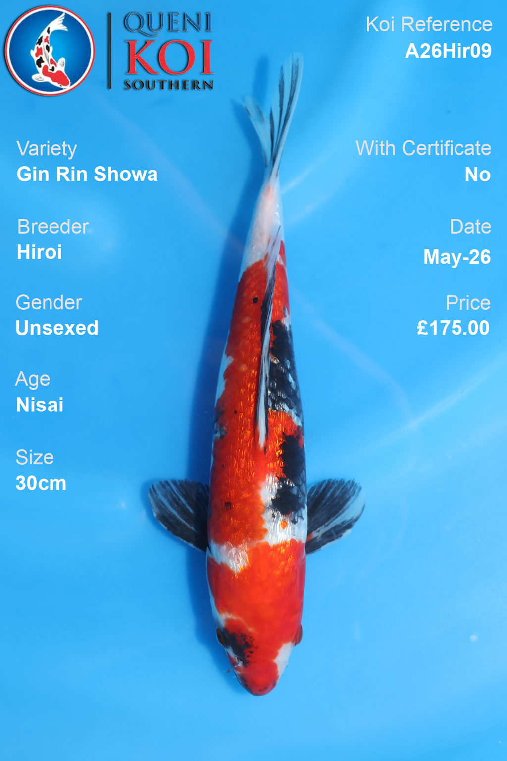 Gin Rin Showa Koi Carp A26Hir09 Unsexed 30cm by Hiroi