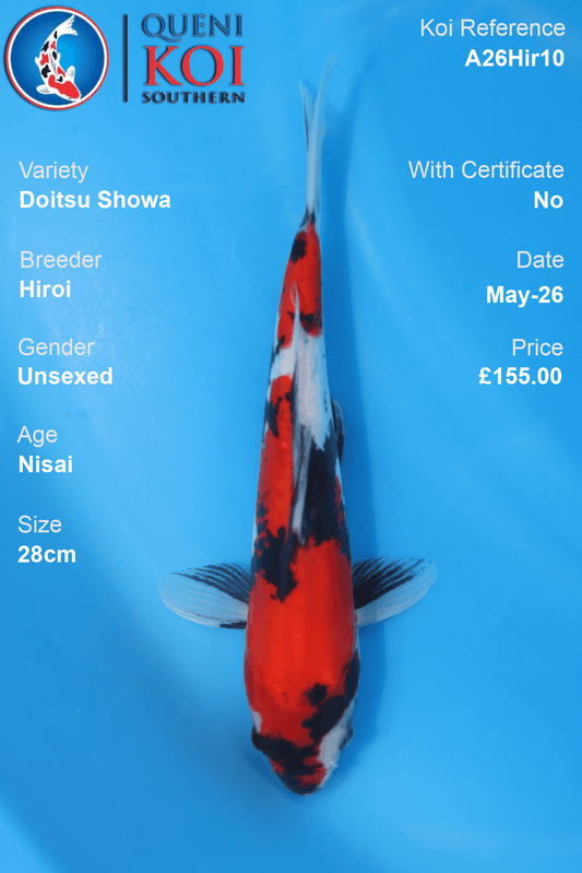 Smooth Doitsu Showa Koi Carp A26Hir10 unsexed 28cm Nisai by Hiroi with beni, sumi and shiroji pattern