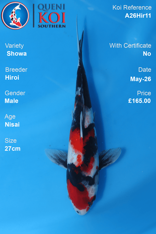Young Showa Koi Carp A26Hir11 male 27cm Nisai by Hiroi with rich beni, strong sumi and shiroji