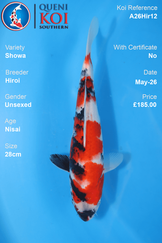 Hiroi Nisai Showa Koi Carp A26Hir12 unsexed 28cm with vivid beni, heavy sumi and clear shiroji