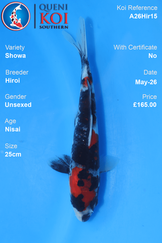 Dark Showa Koi Carp A26Hir15 unsexed 25cm Nisai by Hiroi with deep sumi, beni and shiroji