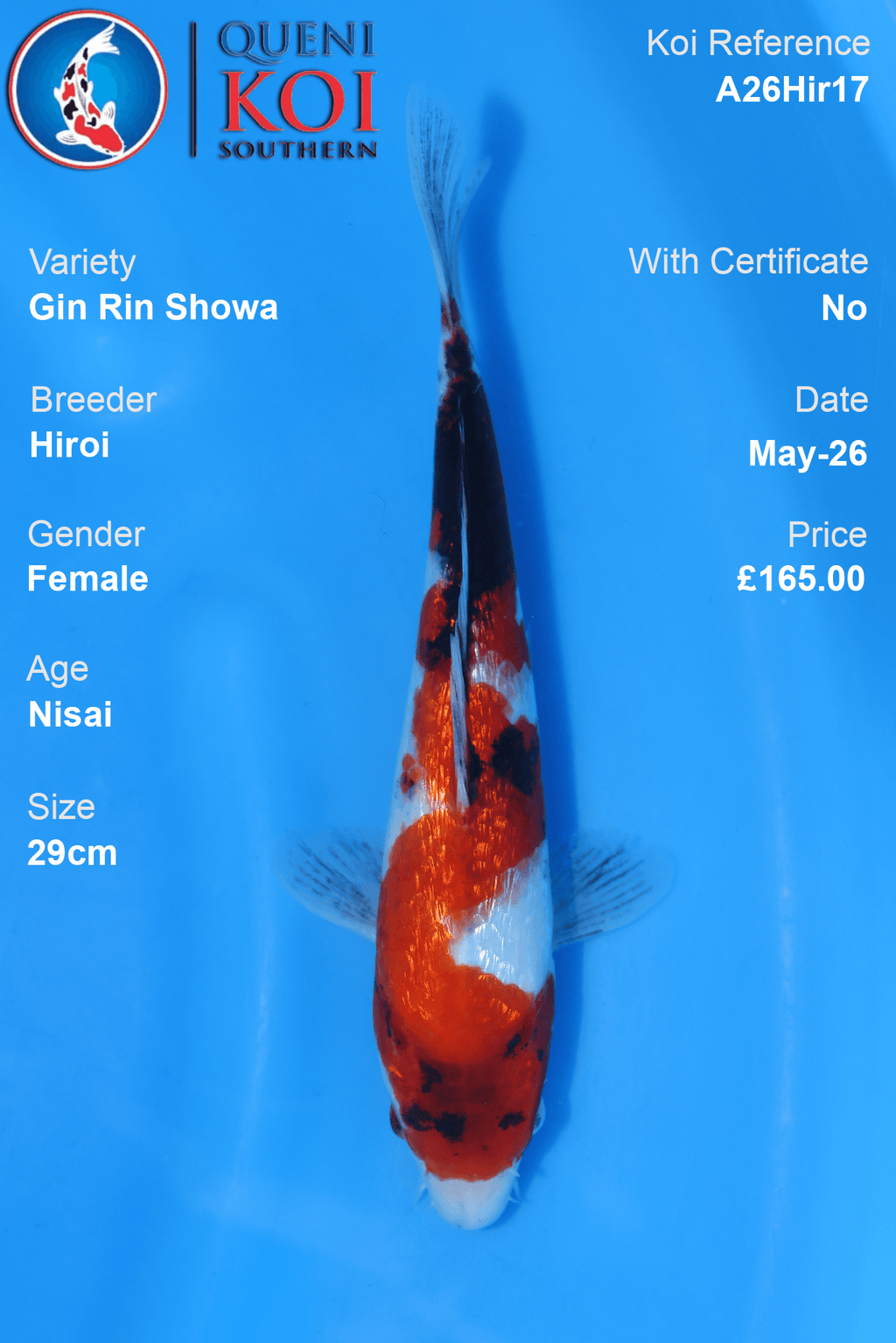 Female Gin Rin Showa Koi Carp A26Hir17 29cm Nisai by Hiroi with beni, sumi, shiroji and reflective scales