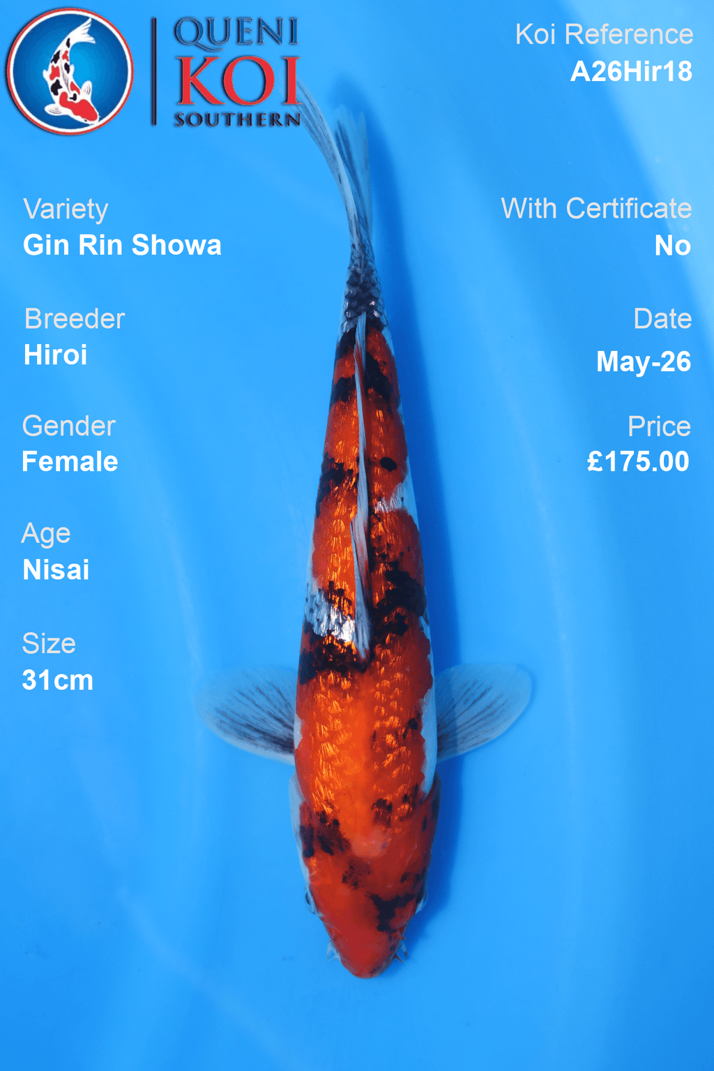 Hiroi Gin Rin Showa Koi Carp A26Hir19 female 32cm Nisai with sparkling scales, beni, sumi and shiroji