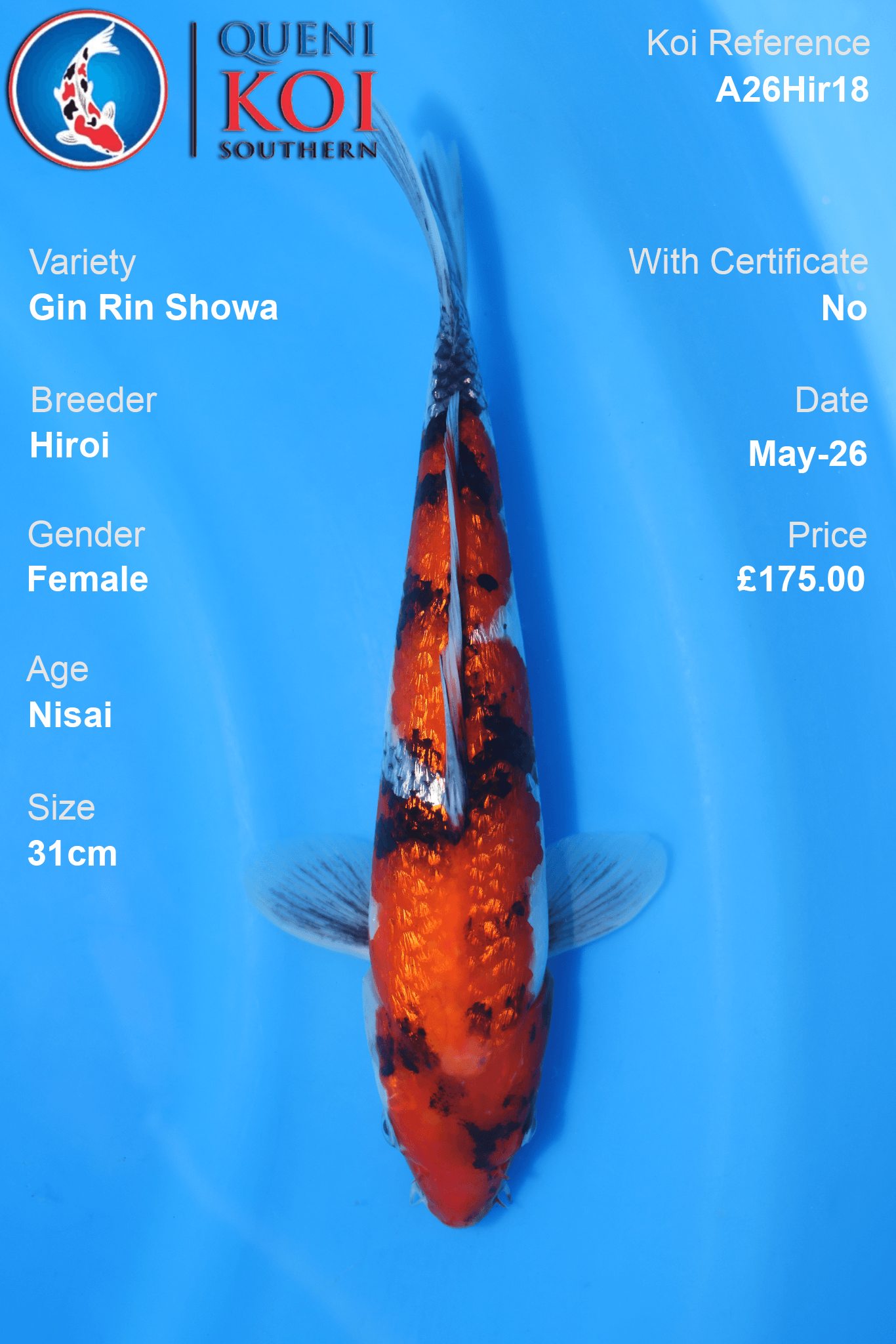 Hiroi Gin Rin Showa Koi Carp A26Hir19 female 32cm Nisai with sparkling scales, beni, sumi and shiroji