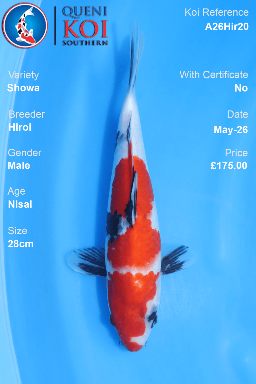 Male Hiroi Showa Koi Carp A26Hir20 28cm Nisai with strong beni, deep sumi and clean shiroji