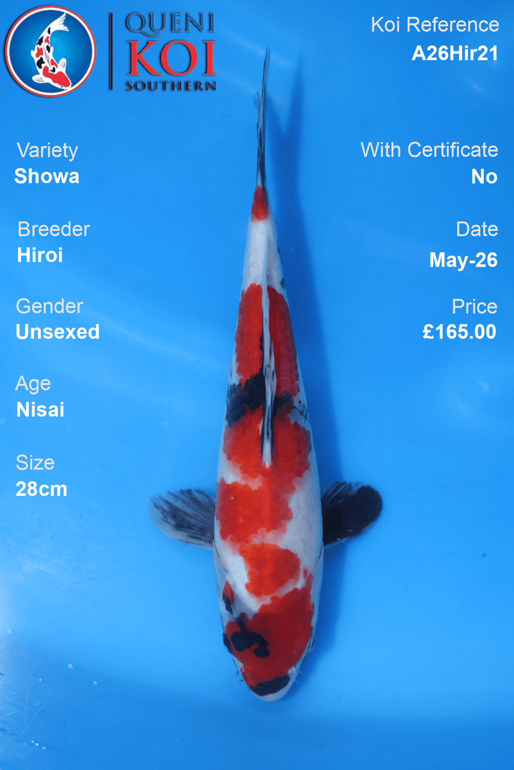 Unsexed Showa Koi Carp A26Hir21 28cm Nisai by Hiroi with bold beni, deep sumi and clean shiroji