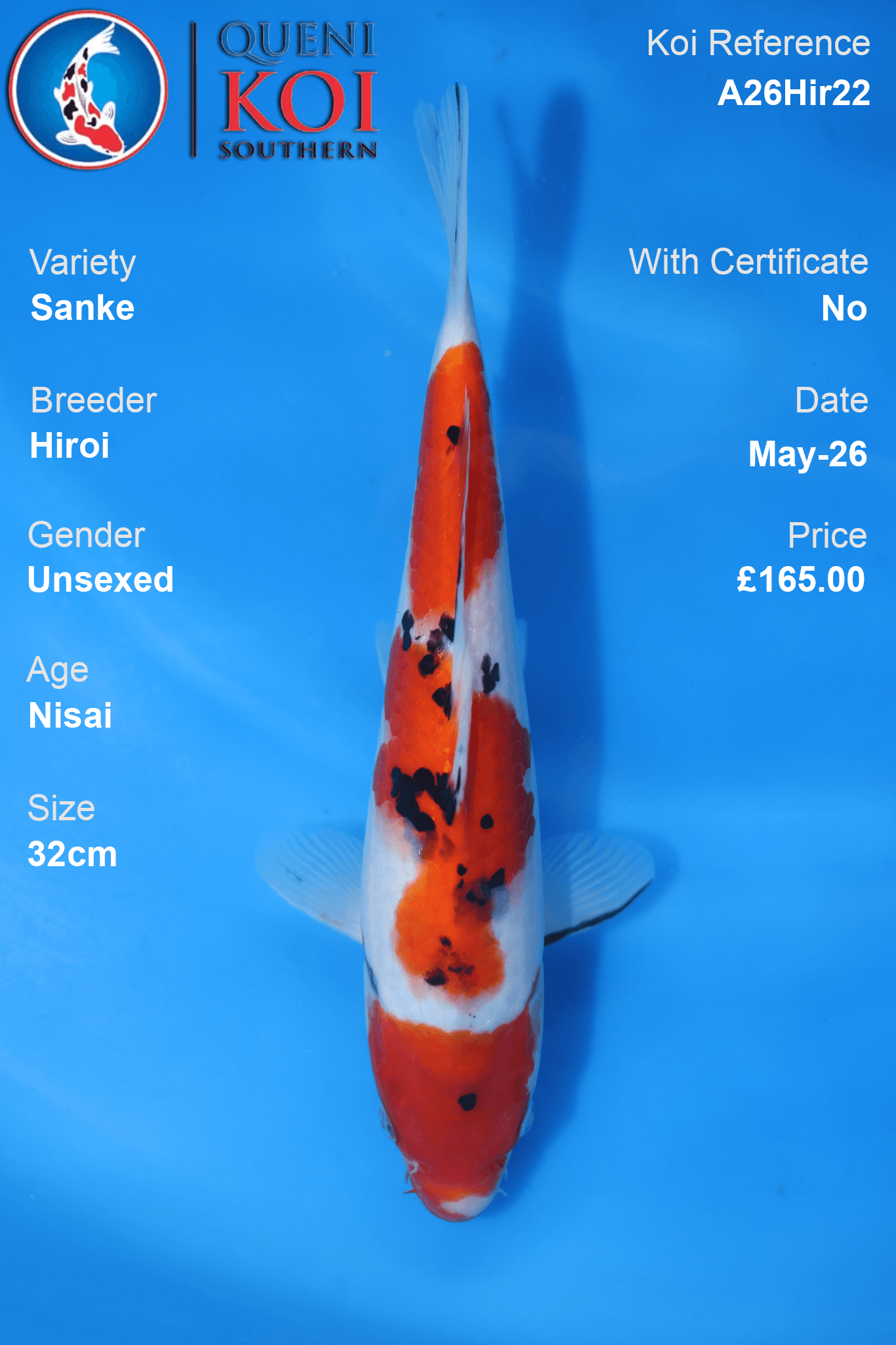 Classic Sanke Koi Carp A26Hir22 unsexed 32cm Nisai by Hiroi with rich beni, scattered sumi and clear shiroji