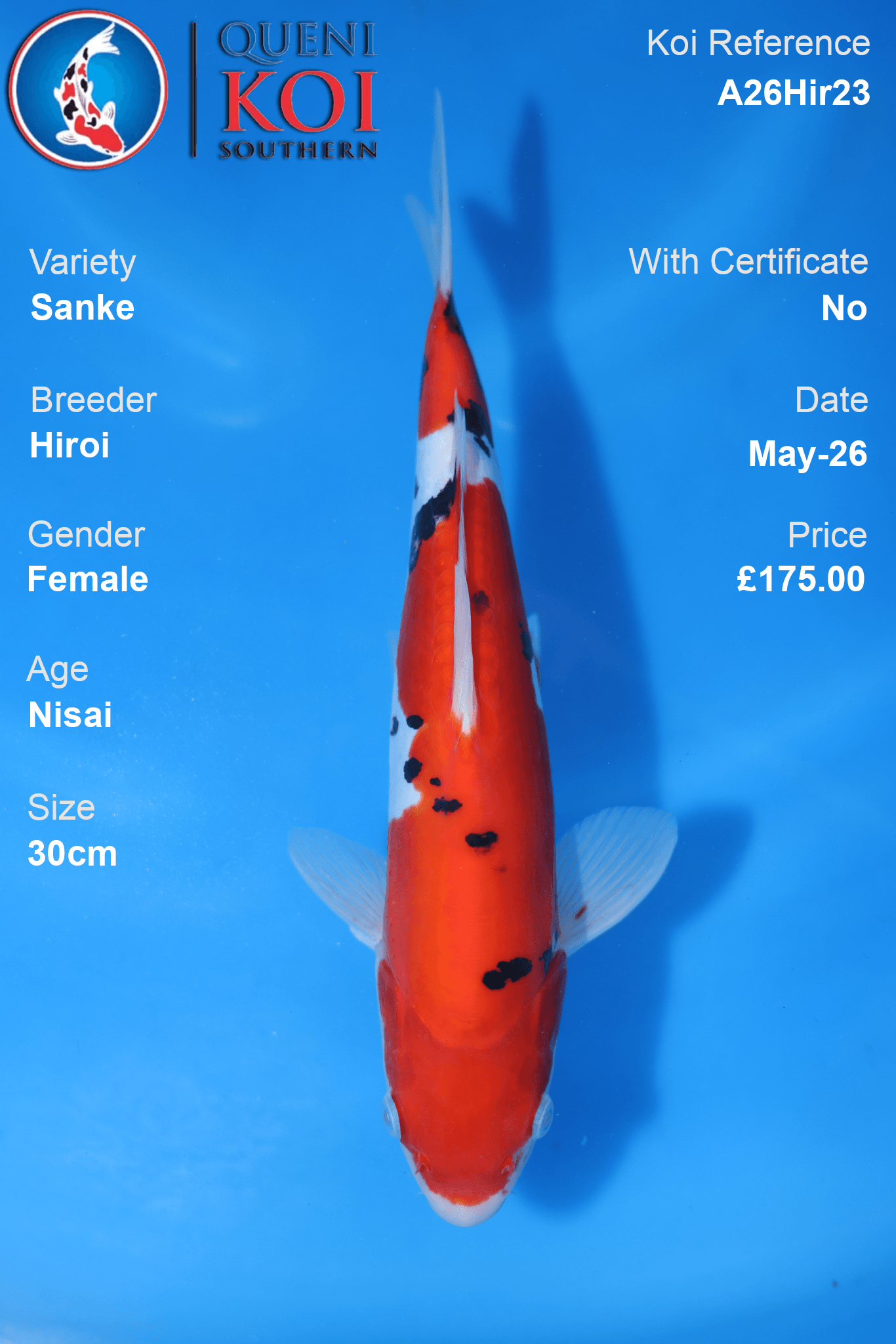 Hiroi Female Sanke Koi Carp A26Hir23 30cm Nisai with beni, sumi and shiroji pattern