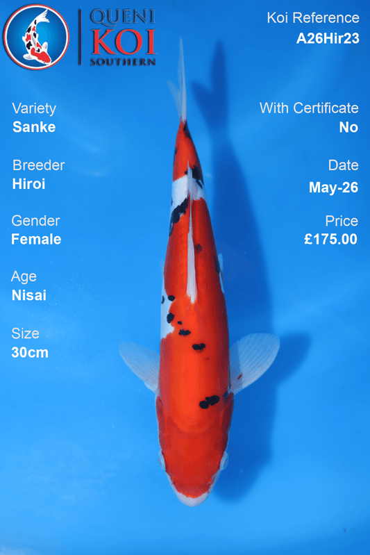 Hiroi Female Sanke Koi Carp A26Hir23 30cm Nisai with beni, sumi and shiroji pattern