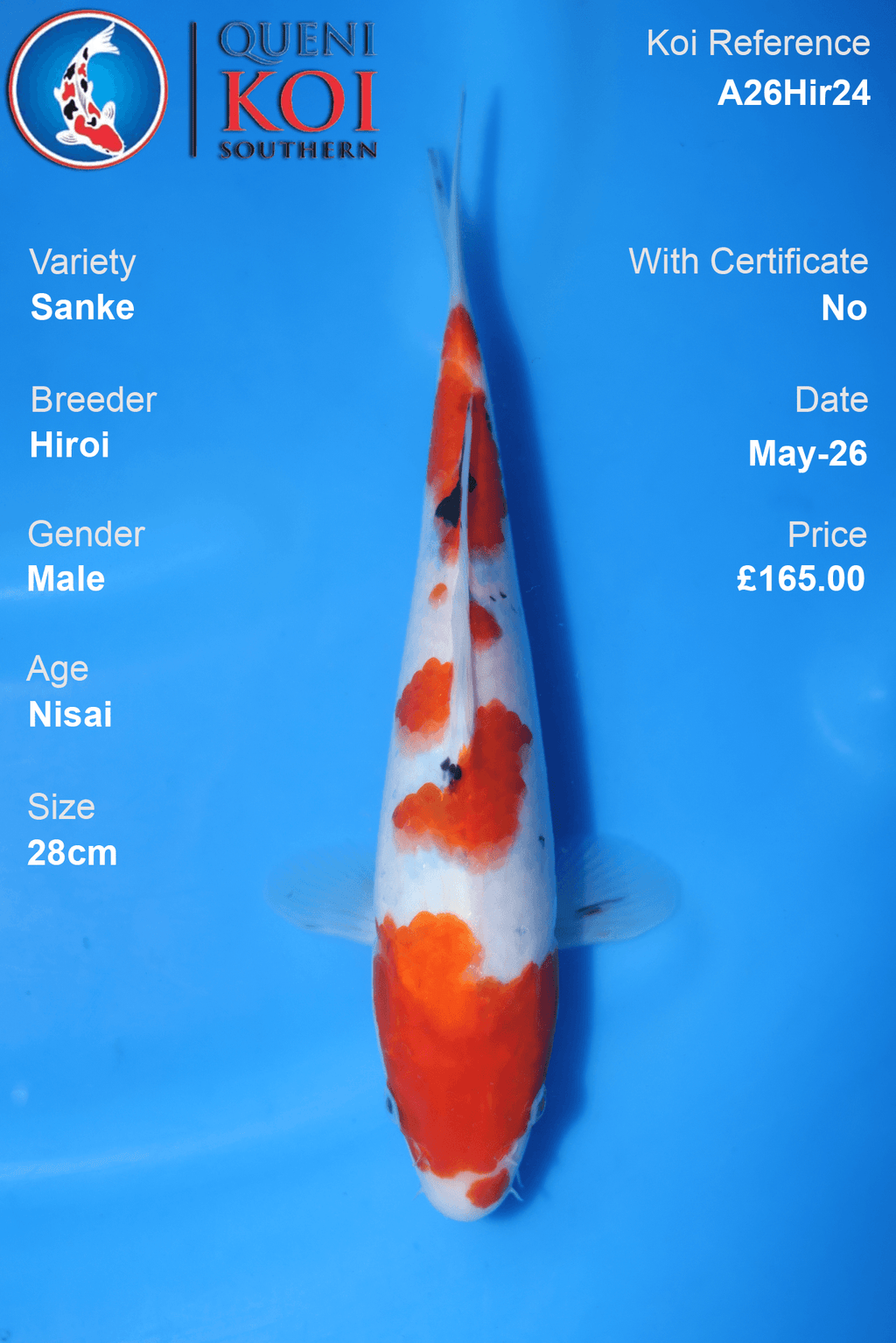 Small Sanke Koi Carp A26Hir24 male 28cm Nisai by Hiroi with stepped beni, light sumi and clean shiroji