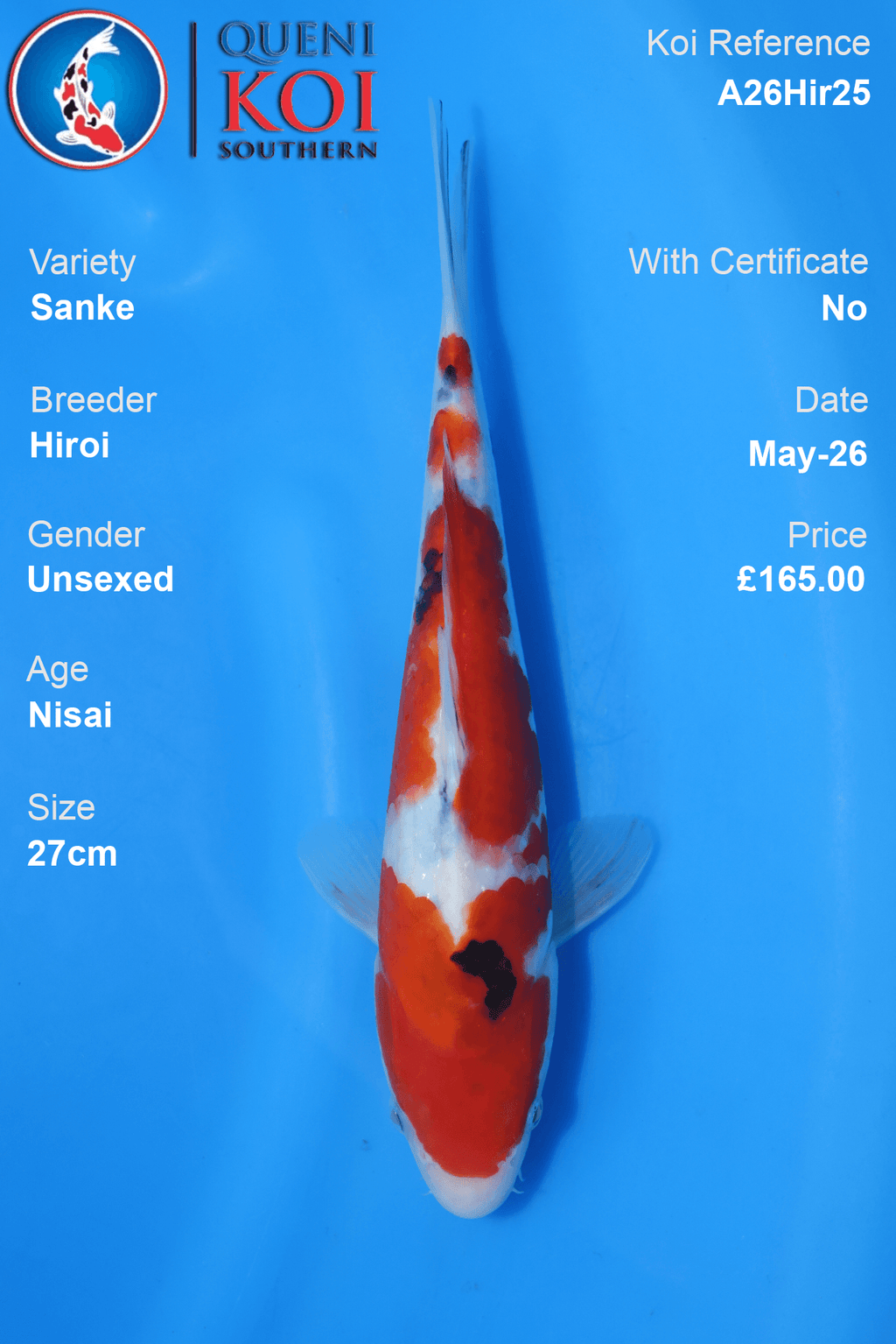 Compact Sanke Koi Carp A26Hir25 unsexed 27cm Nisai by Hiroi with warm beni, small sumi and bright shiroji