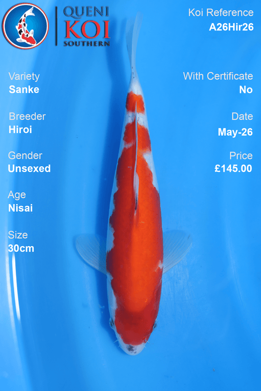Nisai Sanke Koi Carp A26Hir26 unsexed 30cm by Hiroi with strong beni, soft shiroji and light sumi detail