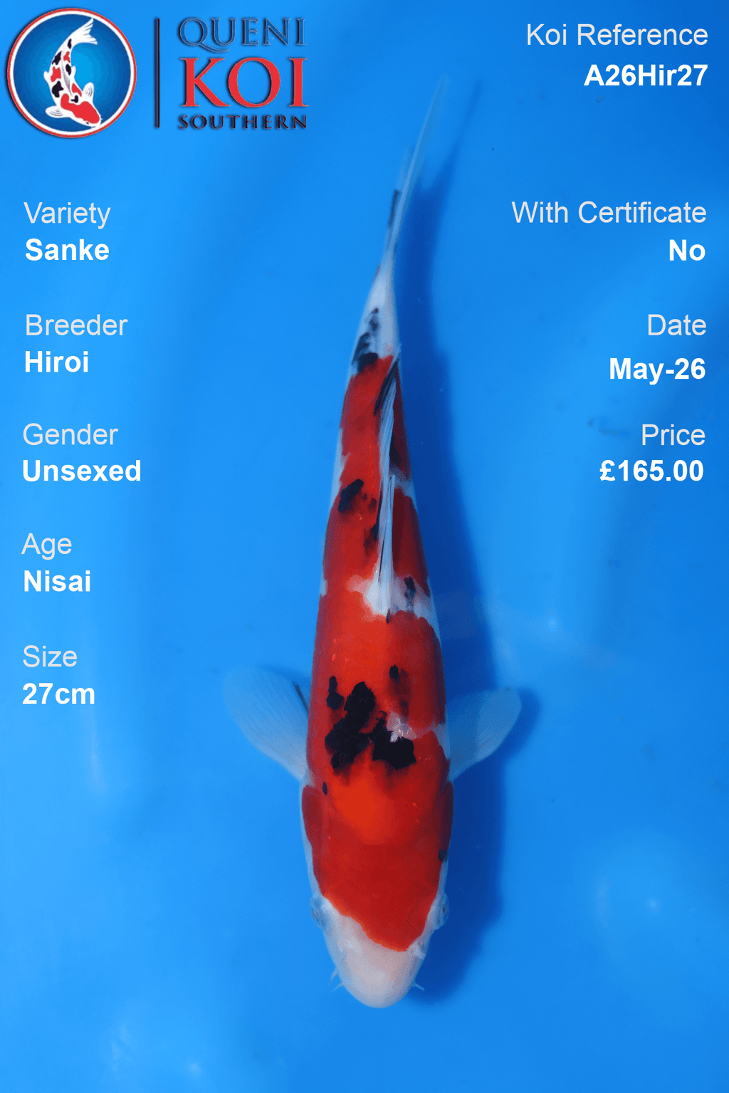 Unsexed Sanke Koi Carp A26Hir27 27cm Nisai by Hiroi with rich beni, neat sumi and clean shiroji