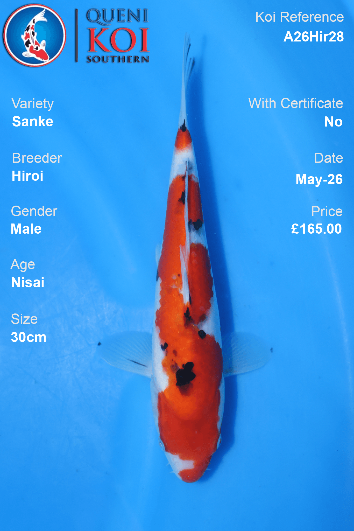 Hiroi Sanke Koi Carp A26Hir28 male 30cm Nisai with bold beni, tidy sumi and fresh shiroji