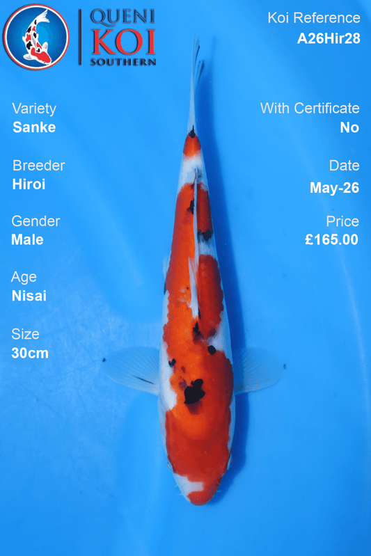 Hiroi Sanke Koi Carp A26Hir28 male 30cm Nisai with bold beni, tidy sumi and fresh shiroji