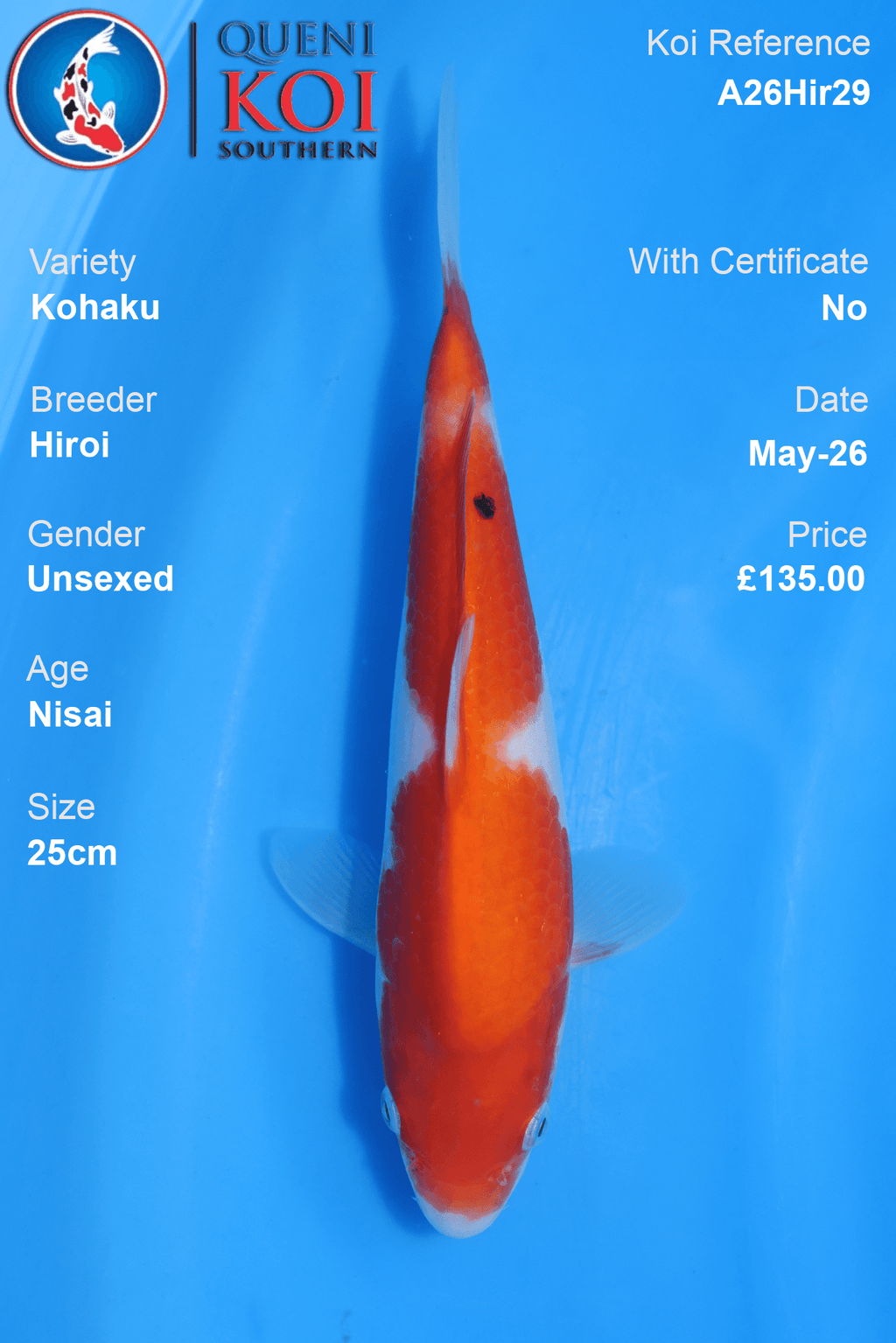 Hiroi Kohaku Koi Carp A26Hir29 unsexed 25cm Nisai with strong beni and soft shiroji pattern