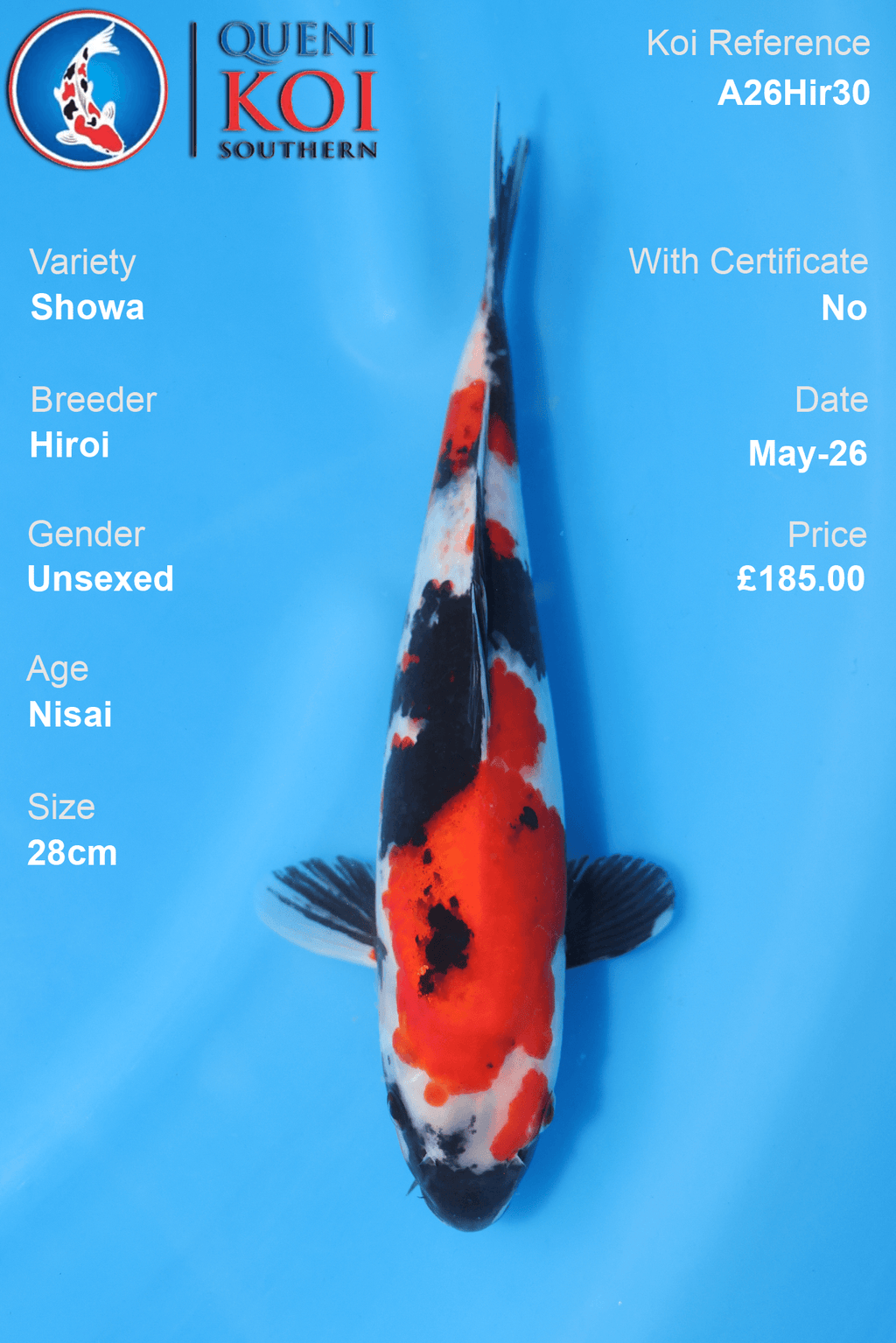 Hiroi Showa Koi Carp A26Hir30 unsexed 28cm Nisai with bold beni, strong sumi and clear shiroji