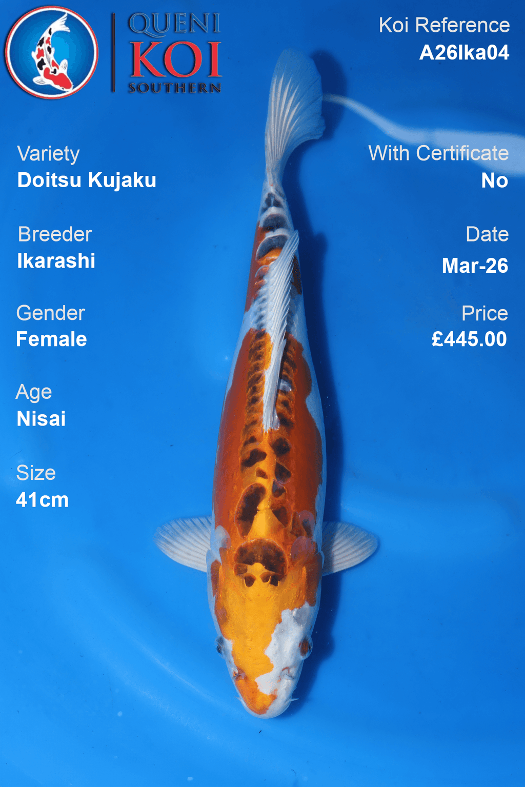 Female Doitsu Kujaku koi 41cm from Ikarashi, Nisai Japanese koi reference A26Ika04