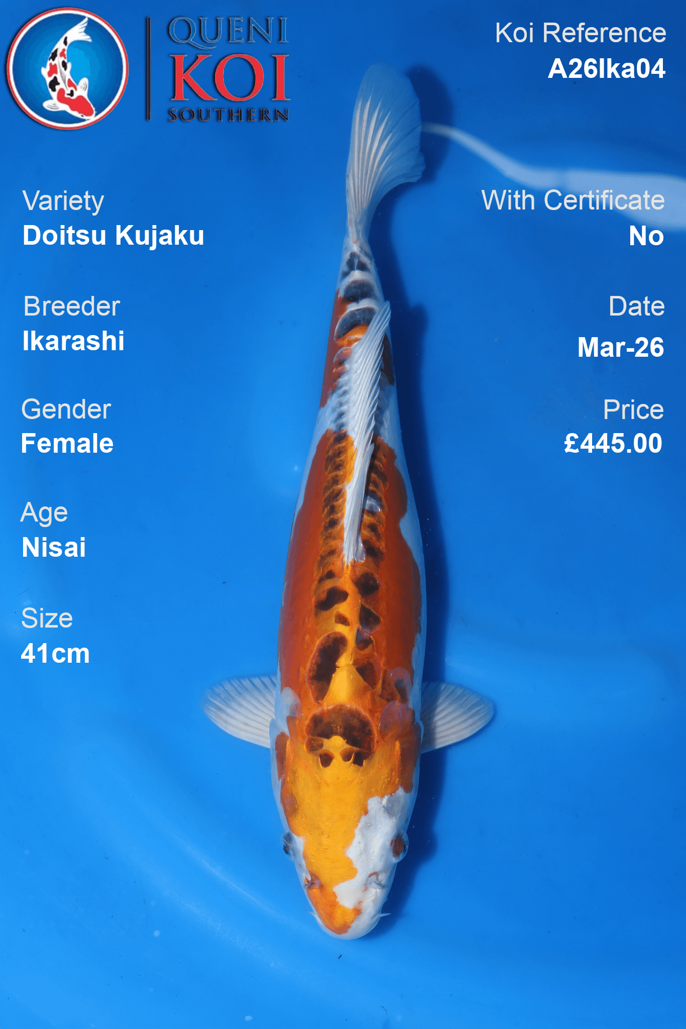 Female Doitsu Kujaku koi 41cm from Ikarashi, Nisai Japanese koi reference A26Ika04