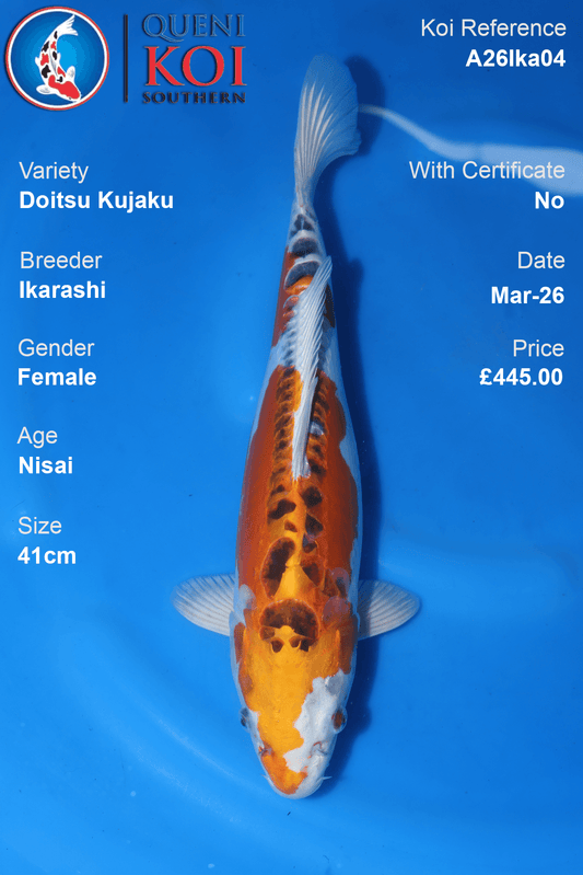 Female Doitsu Kujaku koi 41cm from Ikarashi, Nisai Japanese koi reference A26Ika04