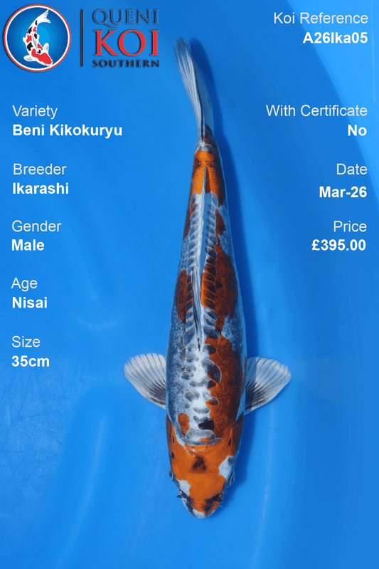 Male Beni Kikokuryu koi 35cm from Ikarashi, Nisai Japanese koi reference A26Ika05
