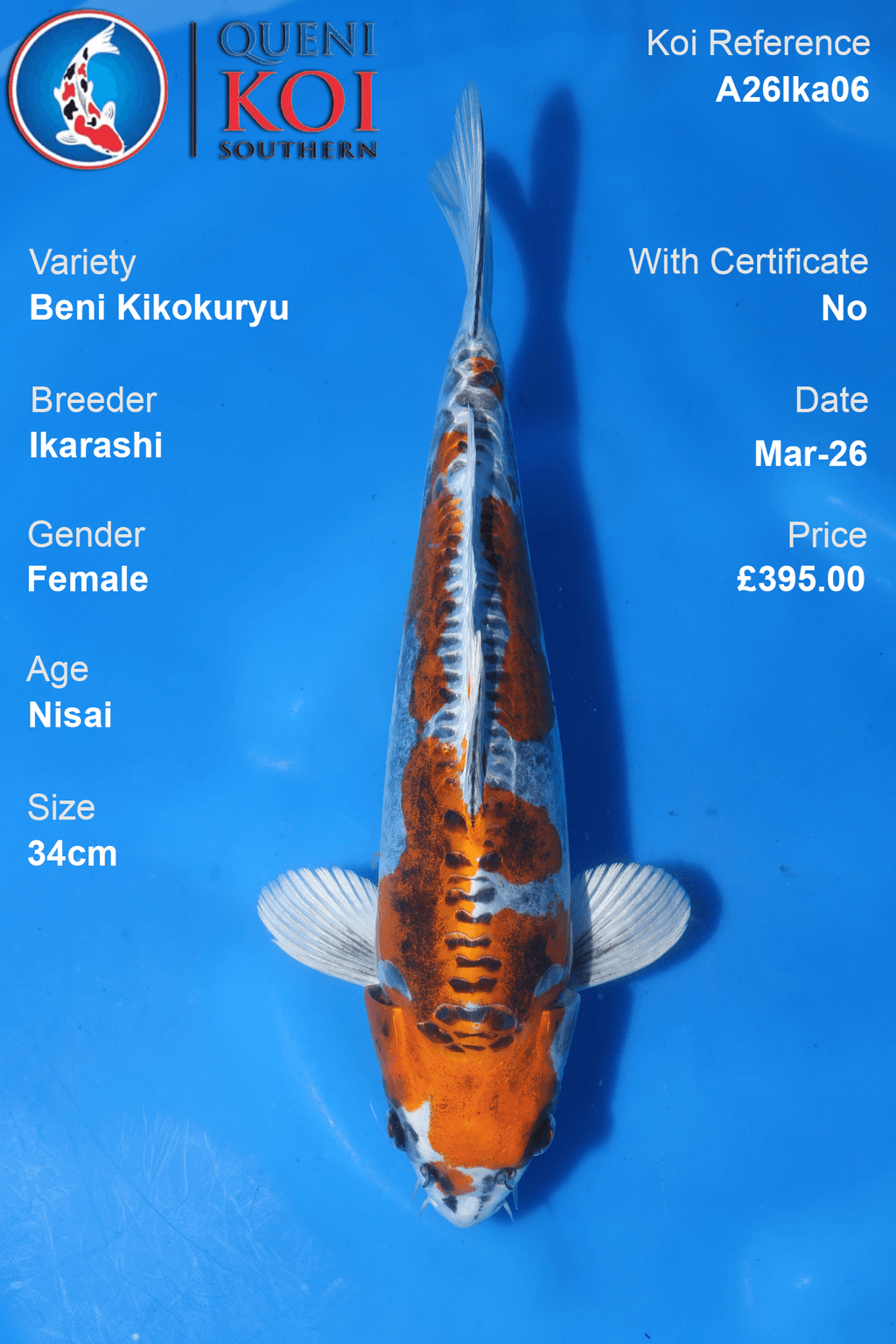Female Beni Kikokuryu koi 34cm from Ikarashi, Nisai Japanese koi reference A26Ika06