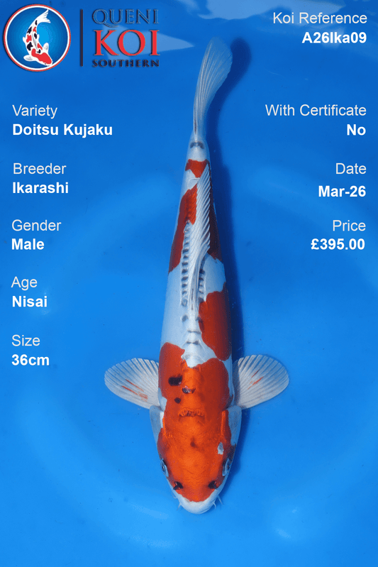 Male Doitsu Kujaku koi 36cm from Ikarashi, Nisai Japanese koi reference A26Ika09