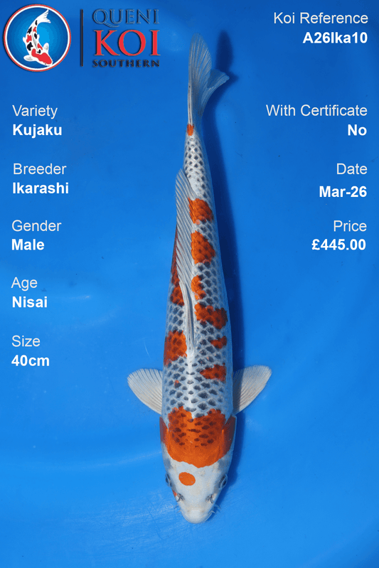 Male Kujaku koi 40cm from Ikarashi, Nisai Japanese koi reference A26Ika10