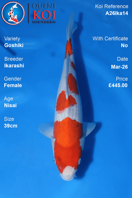 Female Goshiki koi 39cm from Ikarashi, Nisai Japanese koi reference A26Ika14