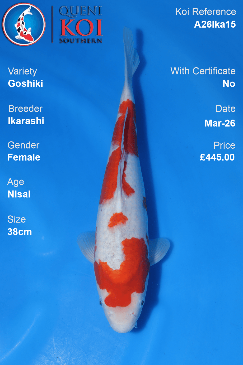 Female Goshiki koi 38cm from Ikarashi, Nisai Japanese koi reference A26Ika15