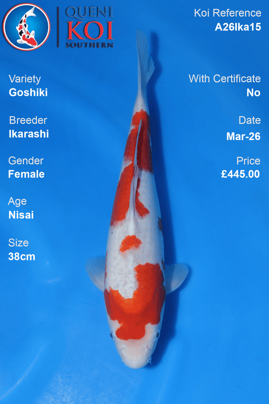 Female Goshiki koi 38cm from Ikarashi, Nisai Japanese koi reference A26Ika15
