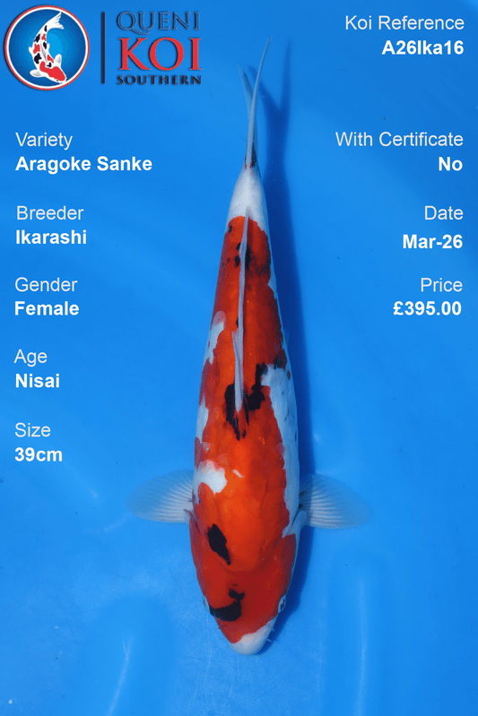 Female Aragoke Sanke koi 39cm from Ikarashi, Nisai Japanese koi reference A26Ika16