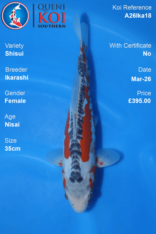 Female Shisui koi 35cm from Ikarashi, Nisai Japanese koi reference A26Ika18